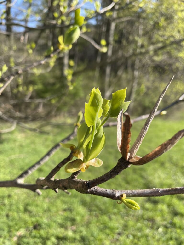Maple Tree Spring